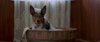Movie still from “In a Valley of Violence” (2016), directed by Ti West – A dog is taking a bath in a wooden tub; Wide shot, High angle