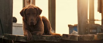 Movie still from “Into the Blue” (2005), directed by John Stockwell – A brown dog laying on top of a wooden table; Close Up shot, Low angle