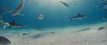 Movie still from “Into the Blue” (2005), directed by John Stockwell – Many fish swimming in the water; Extreme Wide shot, High angle
