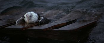 Movie still from “Jonathan Livingston Seagull” (1973), directed by Hall Bartlett – A black and white cat laying on a wooden dock; Wide shot, High angle