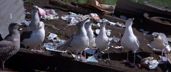 Movie still from “Jonathan Livingston Seagull” (1973), directed by Hall Bartlett – Three seagulls standing on the ground near trash; Wide shot, Low angle