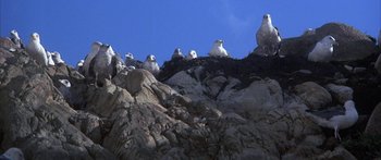 Movie still from “Jonathan Livingston Seagull” (1973), directed by Hall Bartlett – A group of birds sitting on top of a rock formation; Wide shot, Low angle