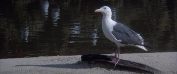 Movie still from “Jonathan Livingston Seagull” (1973), directed by Hall Bartlett – A seagull standing on the sand near a body of water; Wide shot, High angle