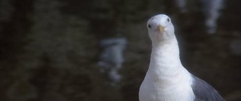 Movie still from “Jonathan Livingston Seagull” (1973), directed by Hall Bartlett – The head of a white pigeon; Extreme Close Up shot, Low angle