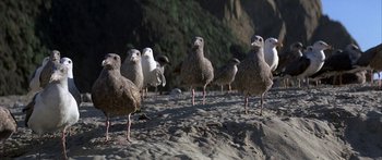 Movie still from “Jonathan Livingston Seagull” (1973), directed by Hall Bartlett – A flock of birds standing on top of a sandy beach; Wide shot, Low angle