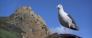 Movie still from “Jonathan Livingston Seagull” (1973), directed by Hall Bartlett – A white bird standing on top of a rock near a mountain; Extreme Close Up shot, Low angle