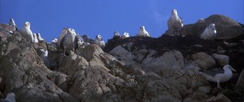 Movie still from “Jonathan Livingston Seagull” (1973), directed by Hall Bartlett – A group of birds sitting on top of a rock formation; Wide shot, Low angle