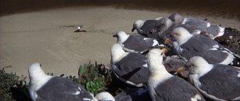 Movie still from “Jonathan Livingston Seagull” (1973), directed by Hall Bartlett – A flock of birds sitting on top of a sandy beach; Wide shot, High angle
