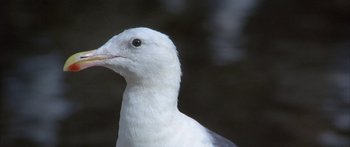 Movie still from “Jonathan Livingston Seagull” (1973), directed by Hall Bartlett – The head of a white pigeon; Extreme Close Up shot, High angle