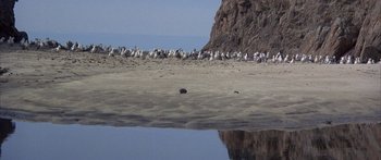 Movie still from “Jonathan Livingston Seagull” (1973), directed by Hall Bartlett – A flock of birds standing on top of a sandy beach; Extreme Wide shot, High angle