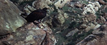 Movie still from “Jonathan Livingston Seagull” (1973), directed by Hall Bartlett – A bird sitting on top of a rocky cliff; Wide shot, High angle