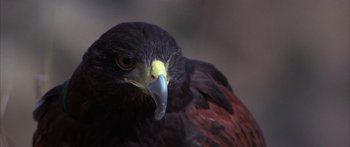 Movie still from “Jonathan Livingston Seagull” (1973), directed by Hall Bartlett – The head of a bird of prey; Close Up shot, Low angle