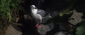 Movie still from “Jonathan Livingston Seagull” (1973), directed by Hall Bartlett – A bird standing on a rock next to a waterfall; Wide shot, High angle