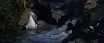 Movie still from “Jonathan Livingston Seagull” (1973), directed by Hall Bartlett – A flock of birds swimming in a body of water at night; Wide shot, High angle