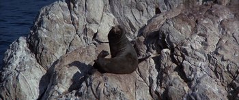Movie still from “Jonathan Livingston Seagull” (1973), directed by Hall Bartlett – A seal laying on the rocks on the beach; Wide shot, High angle
