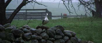 Movie still from “Jonathan Livingston Seagull” (1973), directed by Hall Bartlett – A bird standing on top of a pile of rocks; Wide shot, Low angle