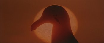 Movie still from “Jonathan Livingston Seagull” (1973), directed by Hall Bartlett – The head of a bird with a shadow on it; Extreme Close Up shot, Low angle