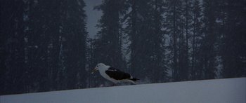 Movie still from “Jonathan Livingston Seagull” (1973), directed by Hall Bartlett – A bird standing on a snow covered slope near a forest; Extreme Wide shot, High angle