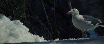 Movie still from “Jonathan Livingston Seagull” (1973), directed by Hall Bartlett – A bird flying over a body of water; Extreme Close Up shot, Low angle