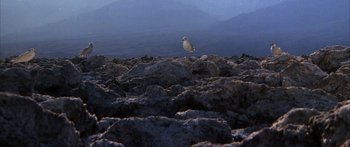 Movie still from “Jonathan Livingston Seagull” (1973), directed by Hall Bartlett – A bird is sitting on some rocks in the sun; Extreme Wide shot, High angle