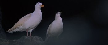 Movie still from “Jonathan Livingston Seagull” (1973), directed by Hall Bartlett – Two white birds sitting next to each other on a rock; Close Up shot, Low angle