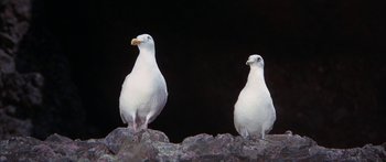 Movie still from “Jonathan Livingston Seagull” (1973), directed by Hall Bartlett – Two white birds sitting on top of a rock; Close Up shot, Low angle
