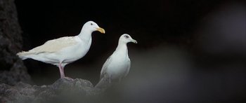 Movie still from “Jonathan Livingston Seagull” (1973), directed by Hall Bartlett – Two white birds sitting on top of a rock; Extreme Close Up shot, High angle