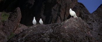 Movie still from “Jonathan Livingston Seagull” (1973), directed by Hall Bartlett – Three white birds are standing on the rocks; Extreme Wide shot, High angle