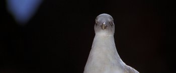 Movie still from “Jonathan Livingston Seagull” (1973), directed by Hall Bartlett – The head of a white bird; Extreme Close Up shot, Low angle