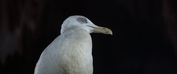 Movie still from “Jonathan Livingston Seagull” (1973), directed by Hall Bartlett – A seagull's head with a black background; Extreme Close Up shot, Low angle