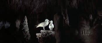 Movie still from “Jonathan Livingston Seagull” (1973), directed by Hall Bartlett – Two birds are standing on a rock in the dark; Wide shot, Low angle