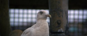Movie still from “Jonathan Livingston Seagull” (1973), directed by Hall Bartlett – A white bird in a cage; Extreme Close Up shot, Low angle