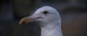 Movie still from “Jonathan Livingston Seagull” (1973), directed by Hall Bartlett – A white bird's face; Extreme Close Up shot, High angle