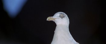 Movie still from “Jonathan Livingston Seagull” (1973), directed by Hall Bartlett – The head of a white bird; Extreme Close Up shot, Low angle