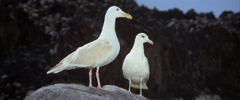 Movie still from “Jonathan Livingston Seagull” (1973), directed by Hall Bartlett – Two white birds standing on a rock near each other; Medium shot, Low angle