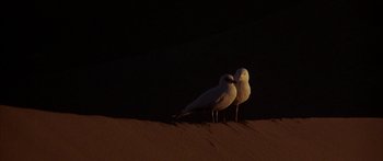 Movie still from “Jonathan Livingston Seagull” (1973), directed by Hall Bartlett – A couple of birds standing on top of a sandy beach; Extreme Close Up shot, High angle