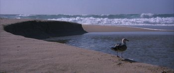 Movie still from “Jonathan Livingston Seagull” (1973), directed by Hall Bartlett – Two birds standing on the beach near the water; Extreme Wide shot, High angle