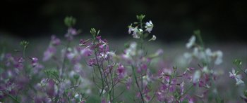 Movie still from “Jonathan Livingston Seagull” (1973), directed by Hall Bartlett – Purple and white flowers in a field; Extreme Close Up shot, Low angle