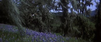 Movie still from “Jonathan Livingston Seagull” (1973), directed by Hall Bartlett – A bird flying over a field full of purple flowers; Extreme Wide shot, Low angle