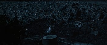 Movie still from “Jonathan Livingston Seagull” (1973), directed by Hall Bartlett – A bird sitting on top of a tree stump in the dark; Wide shot, High angle