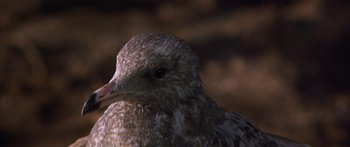 Movie still from “Jonathan Livingston Seagull” (1973), directed by Hall Bartlett – The head of a bird; Extreme Close Up shot, High angle