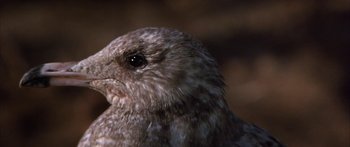 Movie still from “Jonathan Livingston Seagull” (1973), directed by Hall Bartlett – The face of a bird; Extreme Close Up shot, High angle