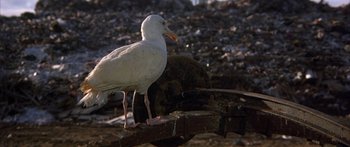 Movie still from “Jonathan Livingston Seagull” (1973), directed by Hall Bartlett – A white bird standing on top of a piece of wood; Wide shot, High angle