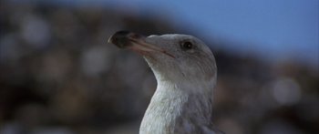 Movie still from “Jonathan Livingston Seagull” (1973), directed by Hall Bartlett – The head of a seagull; Extreme Close Up shot, Low angle