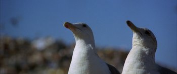 Movie still from “Jonathan Livingston Seagull” (1973), directed by Hall Bartlett – The head of a seagull; Close Up shot, Low angle