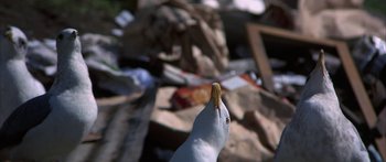 Movie still from “Jonathan Livingston Seagull” (1973), directed by Hall Bartlett – A bird's head and beak in front of a pile of rubble; Extreme Close Up shot, Low angle
