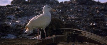 Movie still from “Jonathan Livingston Seagull” (1973), directed by Hall Bartlett – A white bird standing on top of a piece of wood; Wide shot, High angle