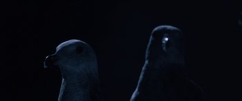 Movie still from “Jonathan Livingston Seagull” (1973), directed by Hall Bartlett – A couple of birds that are standing in the dark; Extreme Close Up shot, Low angle