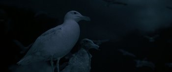 Movie still from “Jonathan Livingston Seagull” (1973), directed by Hall Bartlett – Two birds standing next to each other in the dark; Close Up shot, High angle