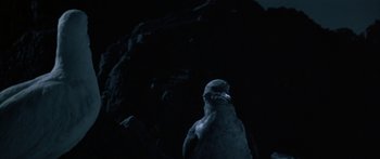 Movie still from “Jonathan Livingston Seagull” (1973), directed by Hall Bartlett – A bird standing in front of some rocks at night; Close Up shot, Low angle